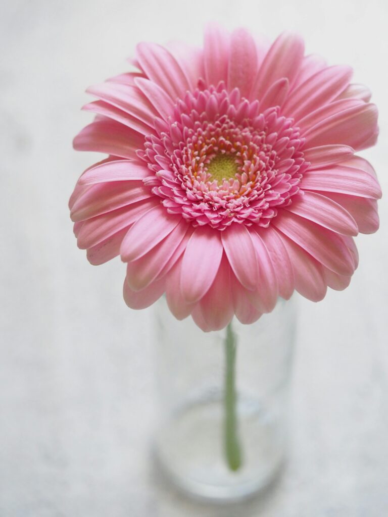 Pink Gerbera Flower in Closeup Photography